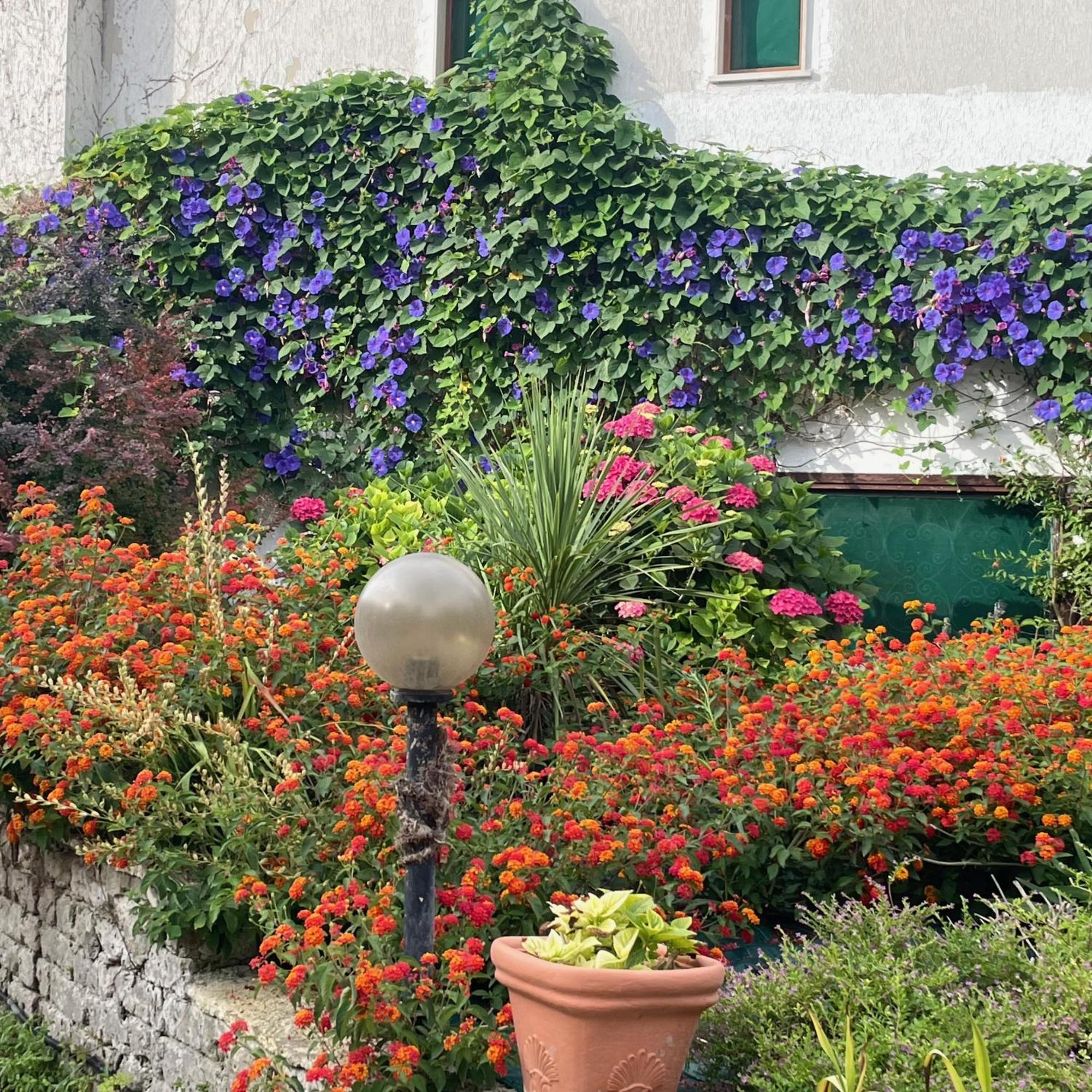 B&B Villa Sans Souci チビタベッキア エクステリア 写真